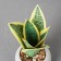 Bonsai in the pot of "Sansvieria Hannie" 17x8.5 cm, mix