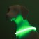 Collar - backlight ring, charging from USB, up to 70 cm, 3 glow modes, green