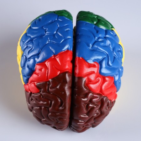 Ladder "Human Brain" 16*15cm-3