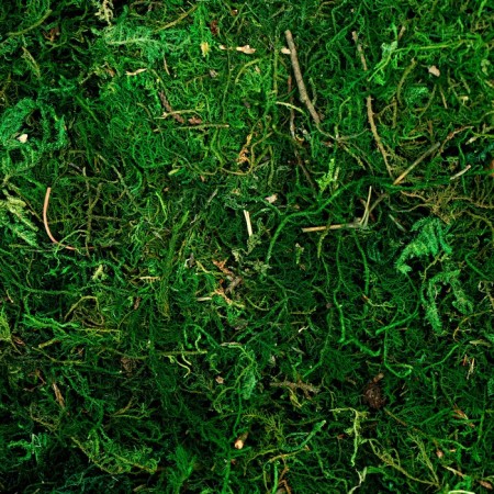 Moss for decor, 80 g, size: 3 × 20 × 15 cm-2