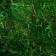 Moss for decor, 80 g, size: 3 × 20 × 15 cm