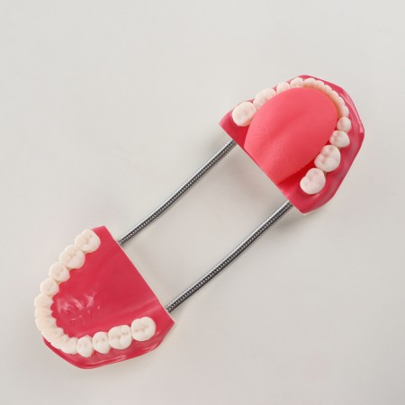 Model "Human Jaw" 21*15*13cm-3