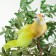 Decor on the clothespin of bird mix set 3pcs 4449370