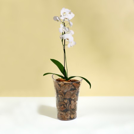 Pot for orchids, 1.3 l, 13.6 × 14.1 × 20 cm, plastic, transparent-2
