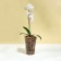 Pot for orchids, 1.3 l, 13.6 × 14.1 × 20 cm, plastic, transparent