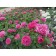 Seedling Rosa Baroness, Floribunda, pot 2 l., Summer 2024