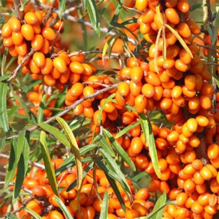 Sea buckthorn "Excellent", 1 pc, tube, spring 2025-3