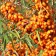 Sea buckthorn "Excellent", 1 pc, tube, spring 2025