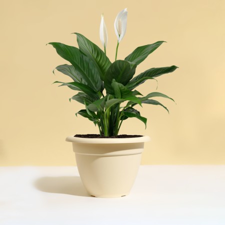 Flower pot, D = 25 cm, 4.3 l, plastic, light-beige-2