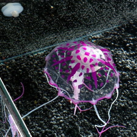 Decor for the Aquarium "Medusa" Silicone, with a neon effect, 10 x 10 x 20.5 cm, purple 71088-4
