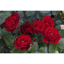 Seedling rose spray 
