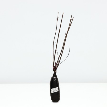 Dorenbozi Snowman "White Hage", tube, 1 pc, spring 2025-3