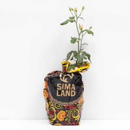 Seedling rose lady bombastik, spray-cut, pot 2 l., Summer 2024