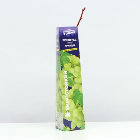 Grapes Arkady Spring 2024, 1 pc.-1