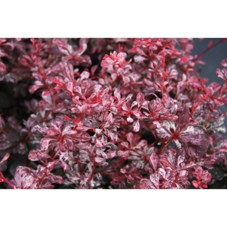 Seedling barbaris tunberg "Rosetta", pot P9, summer 2024