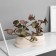 Bonsai in the pot "Elite Peperomy" (soft sheet) double, 12x14 cm