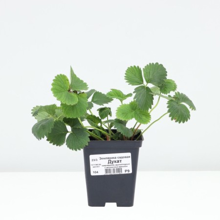 Strawberry Garden Dutac, P9 Pot, 1 pc, summer 2024-2