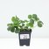 Strawberry Garden Dutac, P9 Pot, 1 pc, summer 2024