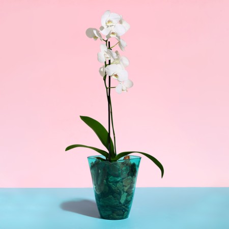 Pot for orchids, 1.5 l, 13 × 17 cm, plastic, transparent-turquoise-2