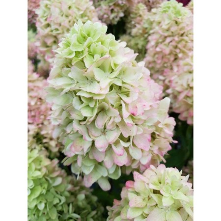 Hydrangea blizzard Little Freis, C3 pot, H10-50 height, 1 pc, summer 2024