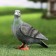 Garden figure "pigeon" 17x10x18cm ////