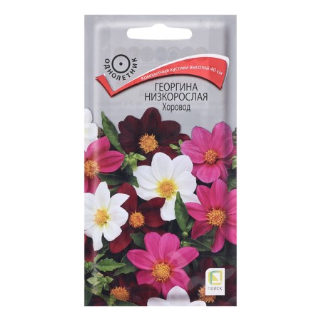 Georgin's flowers stunted "round dance", 10pcs