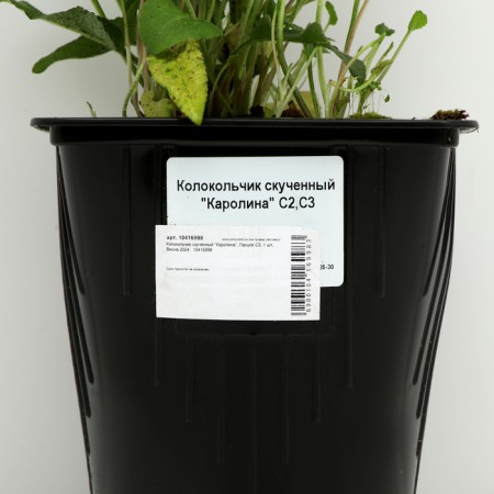 Boof bell "Carolina", pot C3, 1 pc, spring 2024-3