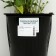 Boof bell "Carolina", pot C3, 1 pc, spring 2024