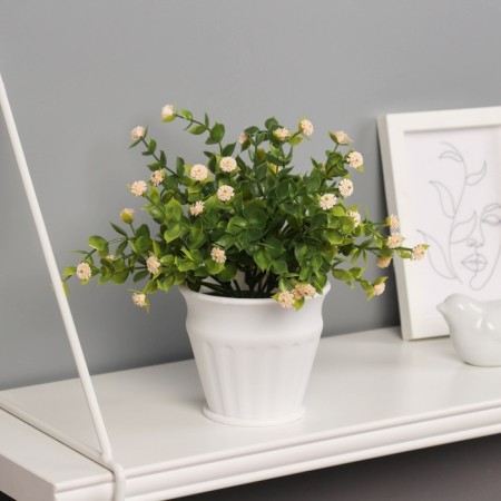 Bonsai in the Gomprane Premium Gofren Pot 21x10 cm, mix-4