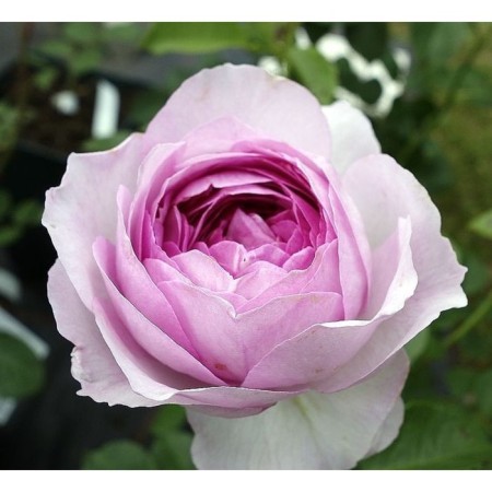 Seedling Rosa Vezalius, floribunda, pot 2 l., Summer 2024