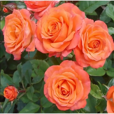 Seedling rose "Alegria", tube, spring 2025