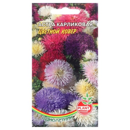 Flower seeds Astra dwarf "Color carpet", 0.1 g