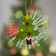 Light suspension "Christmas tree" 10 cm, batteries Lr44x3, glow of multi