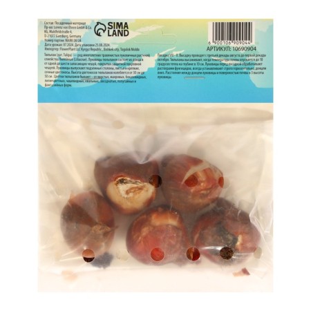 Tulip Negrit Dabble, river 12/+, 5pcs, autumn 2024-1