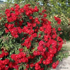 Seedling rose 