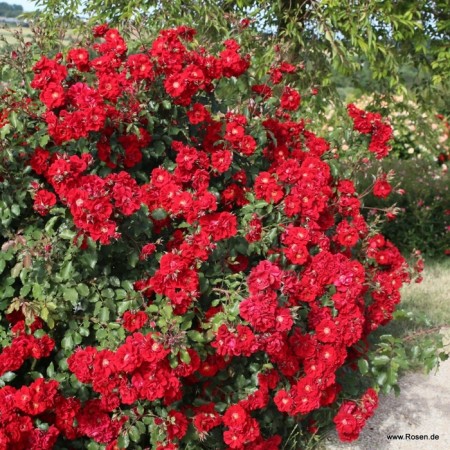 Seedling rose "Roter Korsar", tube, spring 2025