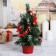 Christmas tree decor "New Year's delight" 30 cm, Red Poinsia