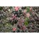Bubblebridge Kalinolite Little Devil, C3 pot, H10-50 height, 1 pc, summer 2024