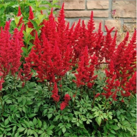 Astilba Lessland Red charm, pot with1.5, 1 pc, summer 2024