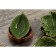 Lisztaya salad finish, 170 ml, 18 × 10.5 cm, green color