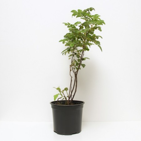 Rose wrinkled ruble, C3 pot, H10-50 height, 1 pc, summer 2024-1