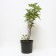 Rose wrinkled ruble, C3 pot, H10-50 height, 1 pc, summer 2024