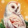 Package Gift New Year's laminated "owl", 23 x 17.8 x 9.8 cm.