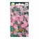 Flowers of the Pink Smoke gypsophila colors, 0, 3 g