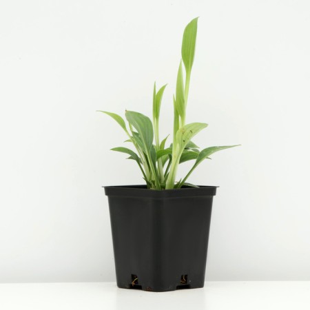 Hybrid Host "Pasifik Blue Edge", P9 pot, 1 pc, spring 2024-1