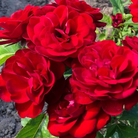Saphenet Rosa Patio "Pandora", Kustovaya, 1 pc, Spring 2024