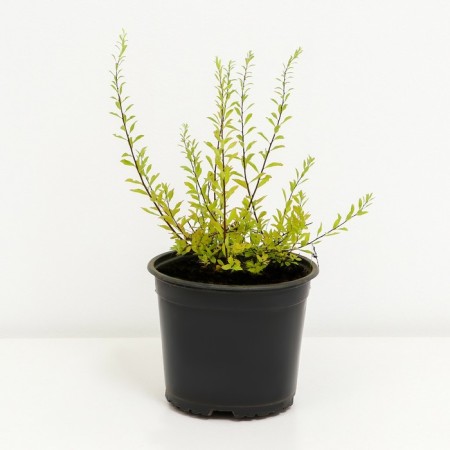 Argut's spirea, c2 pot, H10-50 height, 1 pc, summer 2024-1