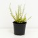 Argut's spirea, c2 pot, H10-50 height, 1 pc, summer 2024
