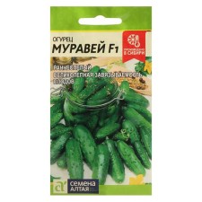 Seeds of the cucumber 