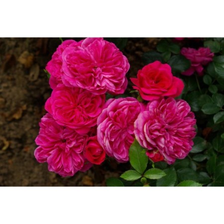 Sahenian Rose Floribunda "Sangria", tube, 1 pc, spring 2025